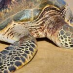 Giant Sea Turtle Saved After Being Found Inverted on Shoreline