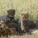 Discover the Names of the Adorable New Cheetah Cubs at San Diego Zoo Safari Park!
