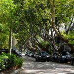 Proximity of Trees to Homes Influences Real Estate Values, Recent Study Reveals