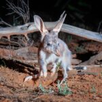 Thriving Populations of ‘Easter Bilby’ Flourish in Wildlife Sanctuaries