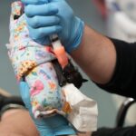 Urgent Rescue Efforts Underway for Hundreds of Endangered Baby Bats in the Outback