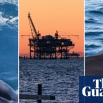 Rice’s Whales Predate Humanity, But Trump’s Actions May Lead to Their Extinction