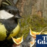 UK Records Unprecedented Early Spring: A Transformation from Early Birds to Emerging Butterflies