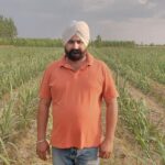 Yamunanagar Sugarcane Grower Achieves Remarkable Success with Innovative Row Spacing Method, Generating Annual Earnings of ₹15 Lakh