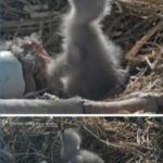 WATCH: Beloved bald eagles Jackie and Shadow joyfully introduce their new eaglet duo