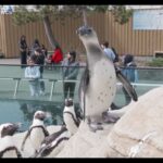 Tune in: ‘GMA’ announces the name of a baby African Penguin chick at the New York Aquarium.