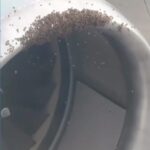 VIDEO: Beehive Extracted from Aircraft Prior to Departure in North Carolina