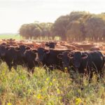 AACo Avoids Investigation Over Cattle Water Crisis Following Assurances to Regulators