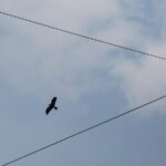 Pune Experiences Its Coolest Maximum Temperature in Eight Years, Reaching 33°C