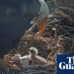Two California bald eagle chicks captured the hearts of a wide online audience during their livestream debut.