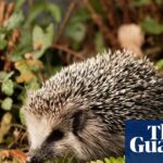 German Mayors Advocate for Nocturnal Restrictions on Robotic Lawn Mowers to Safeguard Hedgehog Populations