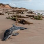 Ningaloo Reef Faces Dual Setback as Concerns Rise Over Cyclone’s Impact on Coral Spawning