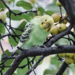 VIDEO: A 10-week effort to save a parakeet from Central Park in New York City