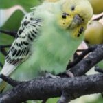 VIDEO: Parakeet Saved After Being Discovered in Central Park, New York