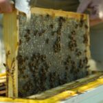 “Devastating Impact: Varroa Mite Wipes Out Over 1,000 Beehives in the ACT”