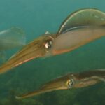 Increased Squid Sightings Ignite Optimism for Rapid Species Restoration in South Australia