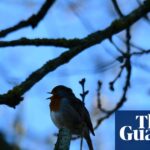 Nature Journal: A Dissonant Sound Breaks the Morning Melody | Mark Cocker