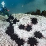 Rising Ocean Temperatures Fuel Expansion of Sea Urchins, Threatening Coral Reefs