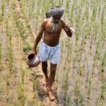 Punjab Farmers Devastated by Unprecedented Floods and Unseasonal Rains in 2025