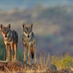 Harnessing AI and Drones to Safeguard Endangered Grassland Wildlife: A Focus on Wolves, Leopards, and Porcupines