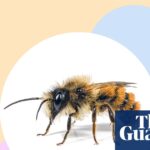 Ditch the pesticides and transform your lawn: seven effective strategies to support bee populations.