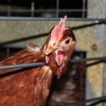 New Legislation Promises Improved Welfare for Caged Egg-Laying Hens