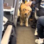 VIDEO: Cheerful Golden Retriever Lifts Spirits of UK Train Travelers Amidst Commute Stress