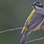 “Farm Owner Penalized for Deforestation of 112 Hectares in Favor of Profit”