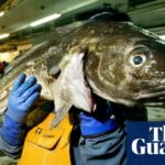 Experts advise consumers to steer clear of UK-caught cod due to significant population decline.