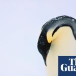 Widespread Chick Drowning Threatens Survival of Emperor Penguins