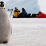 Climate Change Puts Emperor Penguins and Antarctic Fur Seals at Risk of Endangerment