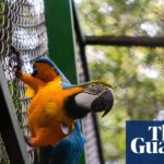 “After Two Centuries, Rio Welcomes Back the Vibrant Blue-and-Yellow Macaws of Brazil”