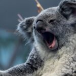 Charming Creatures Concealing Surprising Truths