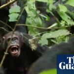 Wild chimpanzees observed engaging in organized conflict, showcasing a ‘civil war’ between rival factions.