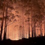 Research reveals that years of heavy logging have heightened the threat of bushfires.