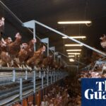 Proposal to Ease Regulations on Poultry Farms Faces Backlash | Opinion Piece