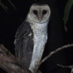 Stunning Images of a Captivating Owl Taken Following Serendipitous Encounter