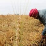 Punjab Experiences 471% Increase in Rainfall Over a Week, Raising Alarm Over Wheat Harvest Prospects