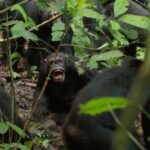 In the heart of a Ugandan rainforest, chimpanzees engage in a deadly internal conflict.