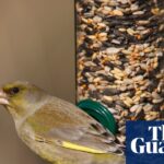 Remove bird feeders this summer to help prevent the spread of avian diseases, advises RSPB.