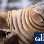 This Week in Nature: An Escaped Ostrich, a Tortoise Navigating Traffic, and Seals Riding the Waves