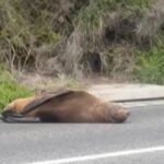 Napping seal halts traffic in beloved seaside destination
