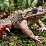 The unique frog species that fractures its own bones to develop claws.