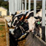 Rising Fuel and Fertilizer Expenses Could Prompt a Hike in Milk Prices