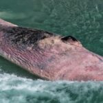 “Decaying Whale Carcass Prompts Relocation of Ocean Swim Due to Shark Attraction”