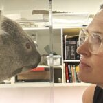 Local Community Ensures Museum’s Freezer is Stocked with Koalas