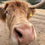 Scottish Highland Cattle Experience Growing Popularity in Washington State