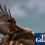 England may see the return of golden eagles after a 150-year absence.