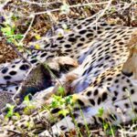 Welcomed into the wilderness: The second cheetah born in India has successfully given birth.