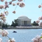 Experience the Splendor of Cherry Blossoms Transforming the Heart of the Nation’s Capital